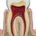 Die Anatomie des menschlichen Zahns