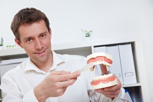 Zahnarzt putzt Zähne am Modell