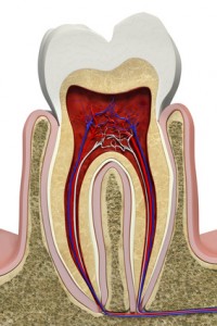 Die Anatomie des menschlichen Zahns